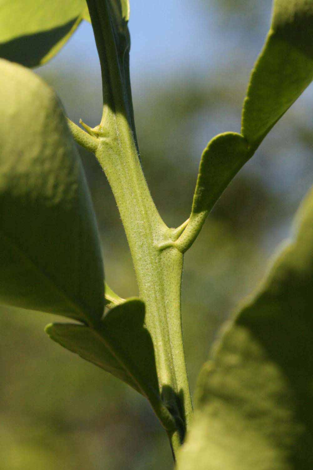            First year twig (Riverside, CA)   